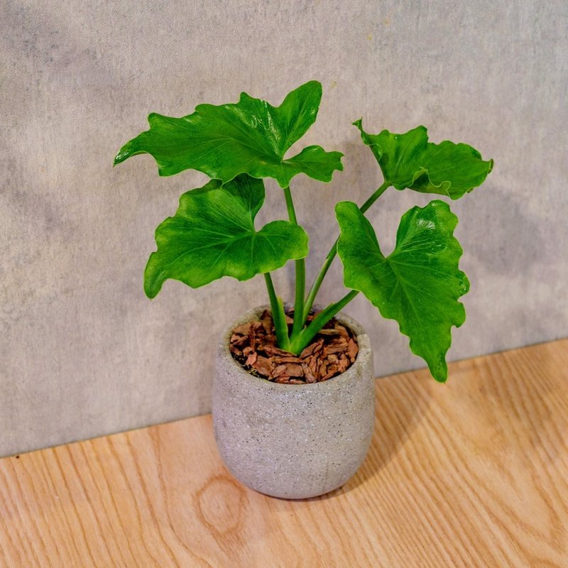 小天使 桌上型水泥盆栽 觀葉植物 禮物 盆栽 交換禮物 植物 - 盆栽/植栽 - 植物．花 灰色