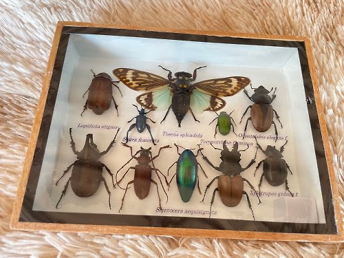 cococollection Set Beetle Tosena splendida Insect Taxidermy Entomology Wood Box Display Home De