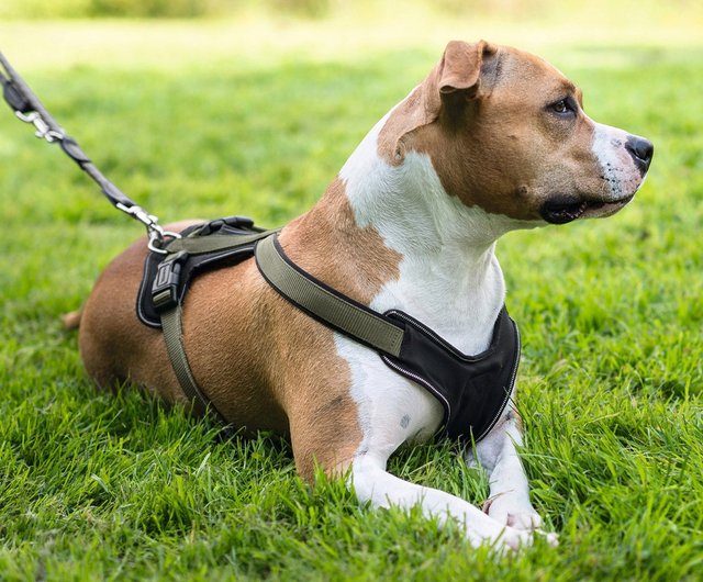 新品未使用タグ付き】HUNTER 赤/グレー ハーネスDIVOサイズXS HUNTER