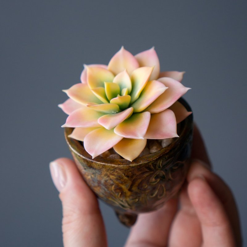 Tiny jewelry box with Echeveria Golden Glow - 居家收納/收納盒/儲物盒 - 其他材質 