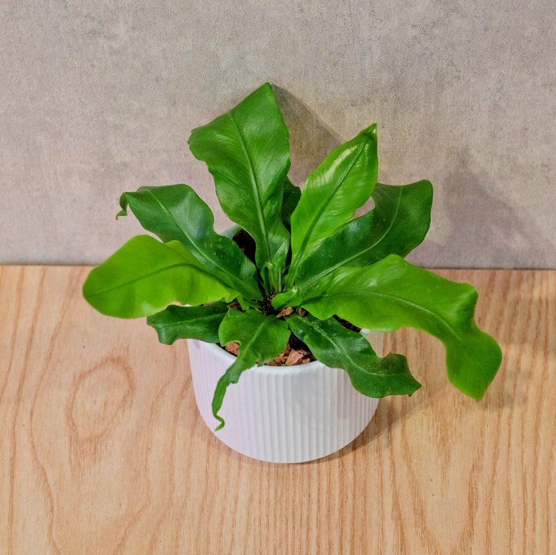 山蘇 莫蘭迪色系直紋陶盆 室內植物 觀葉植物 禮物 盆栽 交換禮物 - 盆栽/植栽 - 植物．花 白色