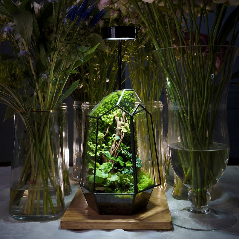 【一人成班】幾何方程式生態缸 附植物燈 - 盆栽/花藝 - 植物．花 