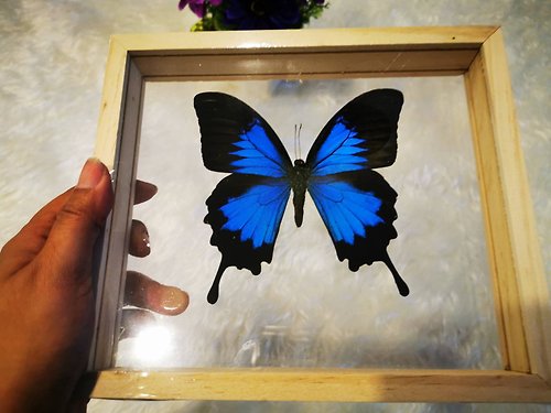 cococollection Papilio Ulysses beautiful real butterfly in handmade frame