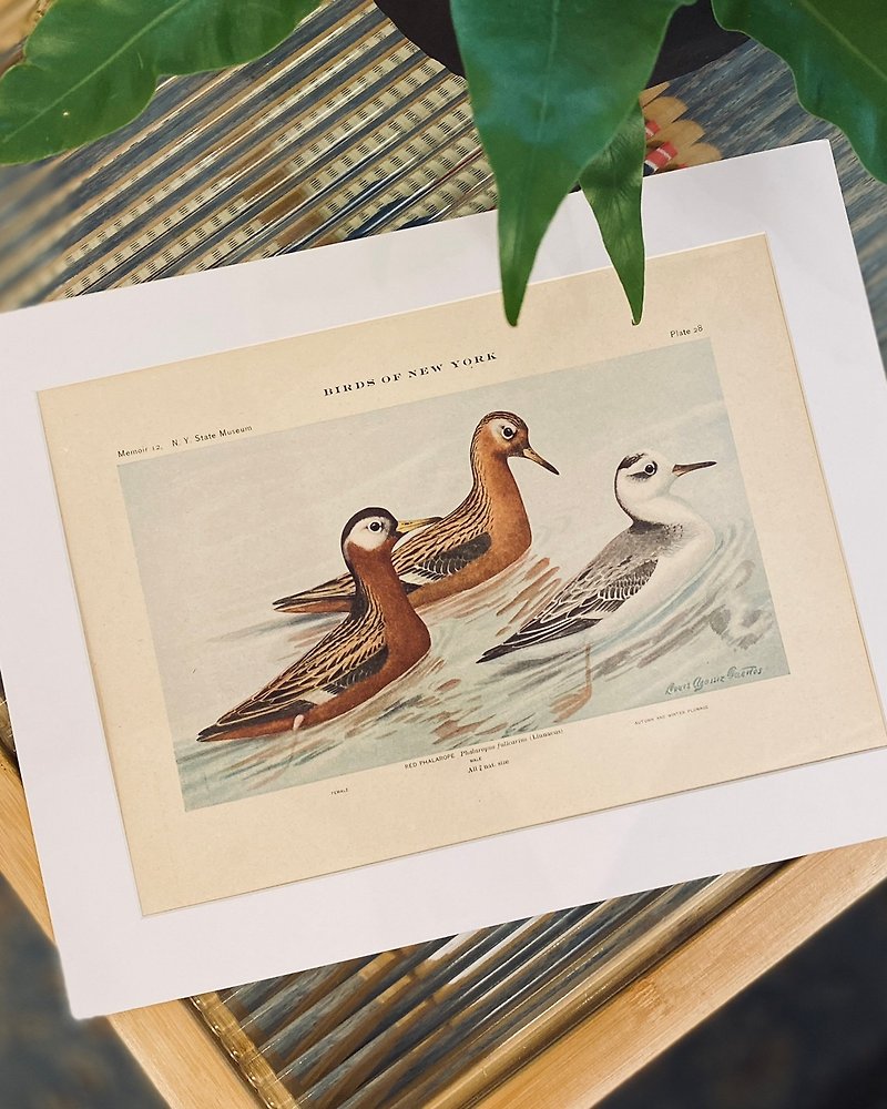 1914 Illustrated Ornithology - Color Lithograph of Birds of New York - Grey-petaled Sandpiper - Louis Fuertes - Posters - Paper Khaki