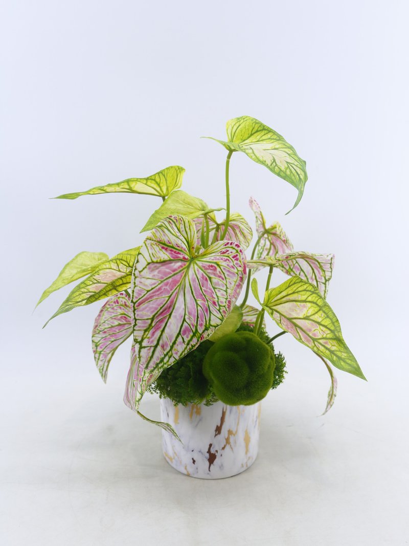 特級擬真彩葉芋觀葉盆栽/入厝禮/開幕/喬遷/送禮/植栽 - 植栽/盆栽 - 其他材質 綠色