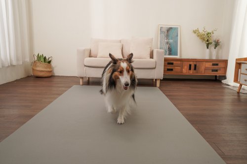 EZ-CARE Pet 寵物樂齡生活館 寵物止滑地墊 防水止滑 預防跌倒關節傷害 寵物照顧用品 灰/紫