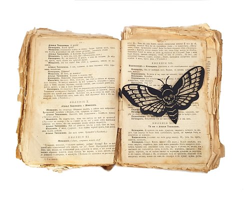 Design Atelier Article The Death's-head Hawk moth