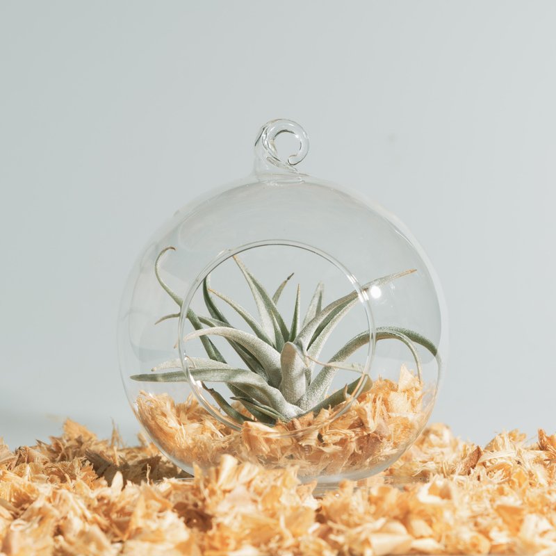 空鳳玻璃球 - 哈里斯、女王頭  禮物 - 盆栽/植栽 - 植物．花 橘色