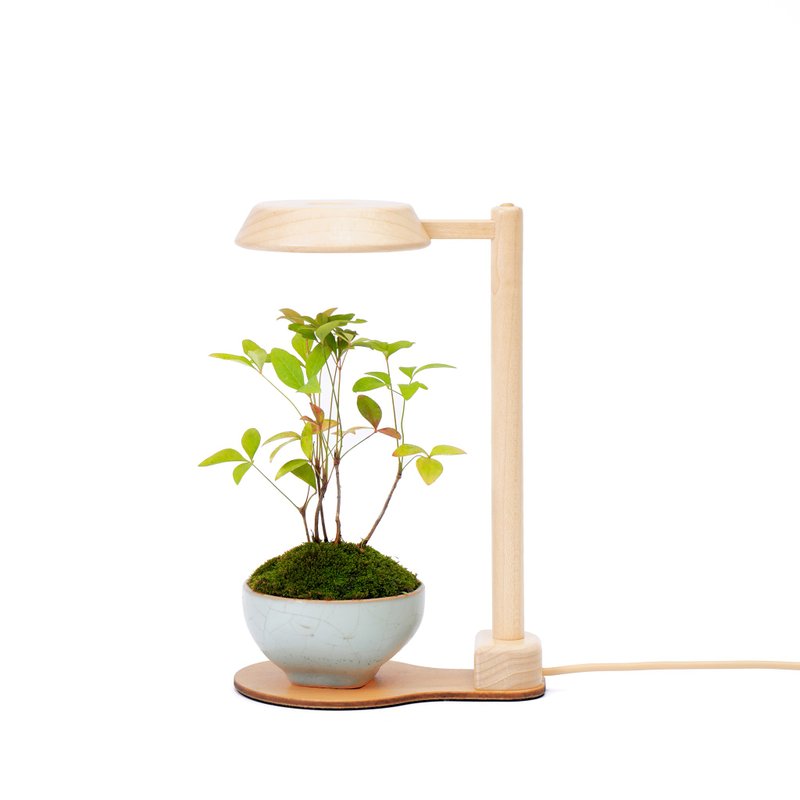 客訂【全光譜 植物燈】 擬太陽光 圓檯植物燈一般款 | 蒔光 - 盆栽/植栽 - 木頭 