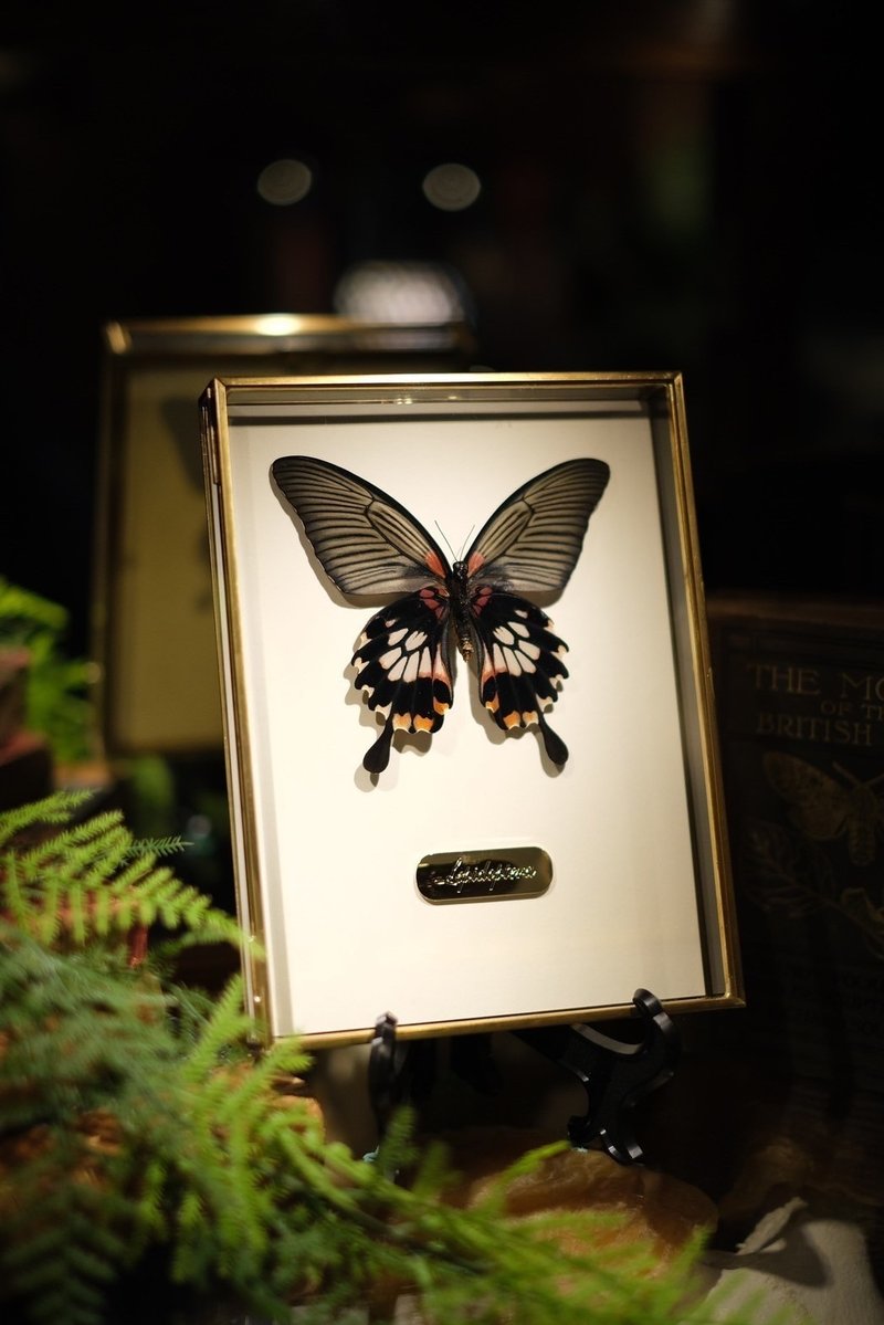 Tranquil and gentle∣Beautiful Papilio butterfly_Female_Abdominal surface_Butterfly specimen - Wall Décor - Glass 