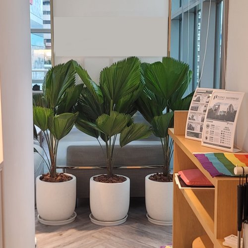 盆空間 Flower & Plant Studio 圓葉蒲葵