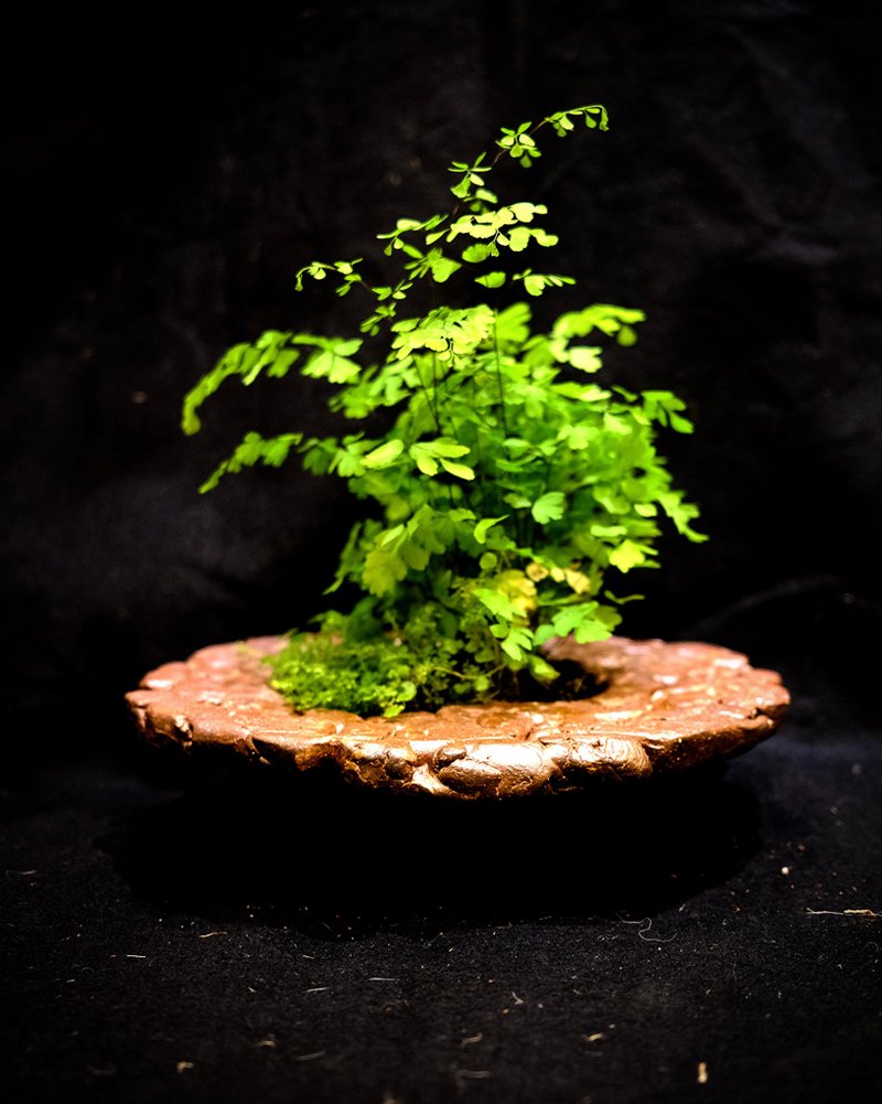 植物盆栽計畫--陶製盆栽 - 盆栽/植栽 - 陶 