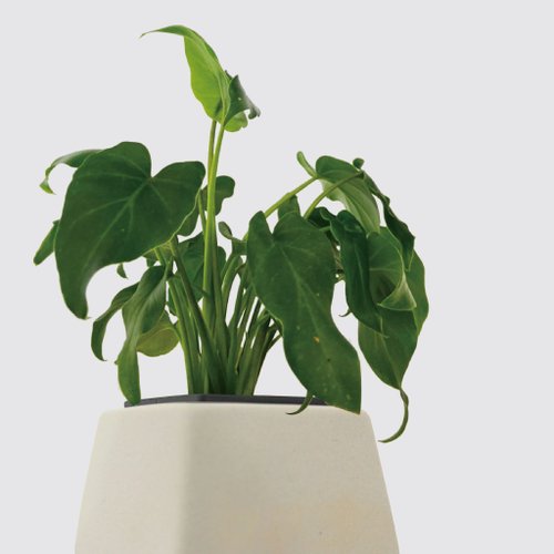 森多 水耕植研所 │ 方盆系列 │ 小天使蔓綠絨 - 廚浴植物 水耕盆栽 空氣淨化