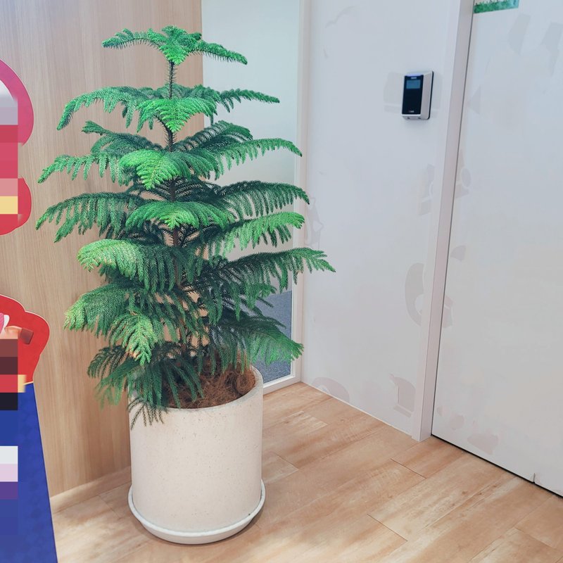 開幕送禮首選-南洋杉 - 盆栽/植栽 - 植物．花 