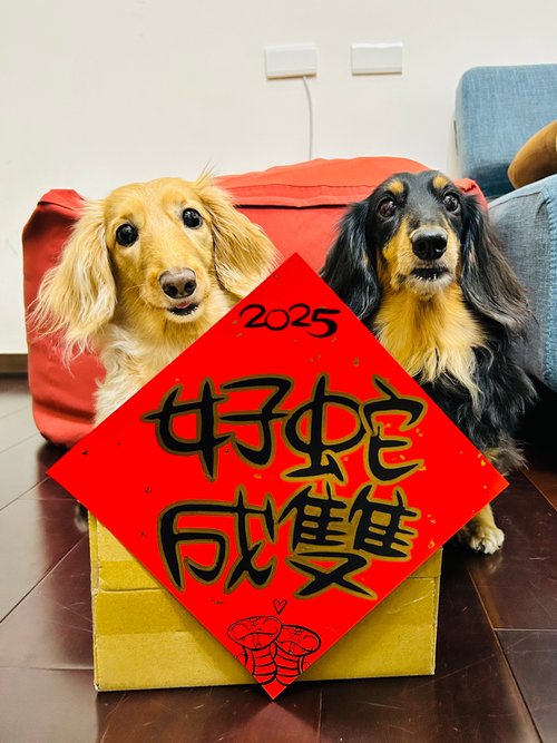 好好生活。隨性寫字舖 2025蛇年手繪創意春聯大張方形系列B