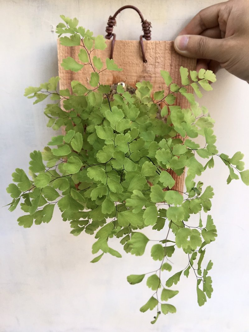 【Adiantum】Plant on board Valentine's Day gift Birthday gift Foliage plant Indoor plant - Plants - Plants & Flowers 