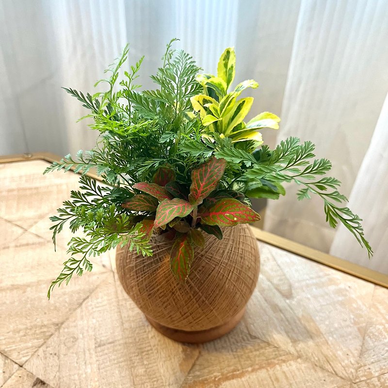 Zhengmu 手作り組み合わせ苔玉植え - 観葉植物 - 寄せ植え・花 