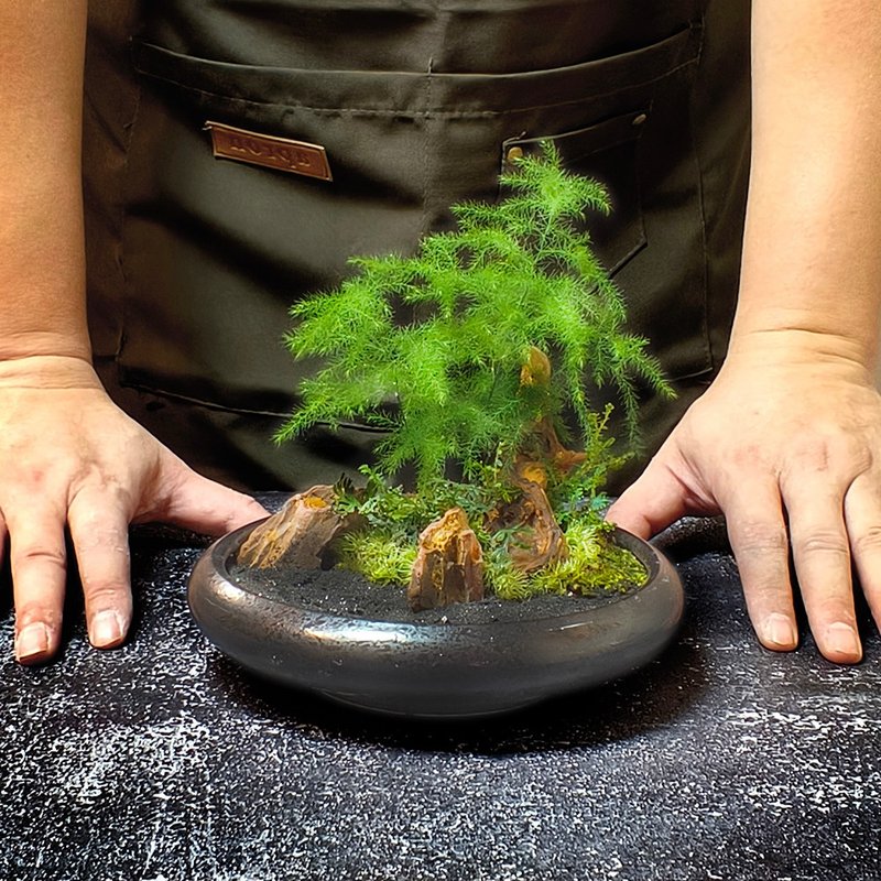 新品上市 風過竹影 / 主題性客製化造景開放生態盆 - 盆栽/植栽 - 植物．花 