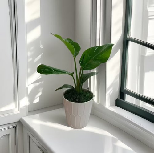 ORCHID CHEN 蘭沉空間 【天堂鳥】桌上型盆栽 優雅簡約風格 送禮自用 網美空間