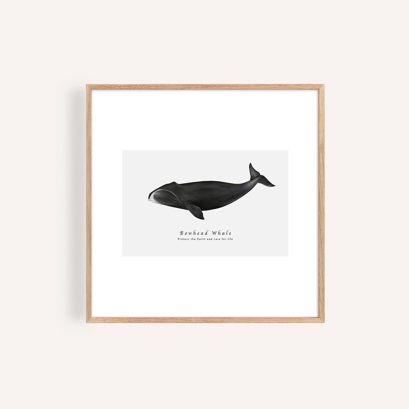 弓頭鯨 Bowhead Whale / 海洋動物插畫掛畫 / 藝術無框輸出 - 海報/掛畫/掛布 - 紙 