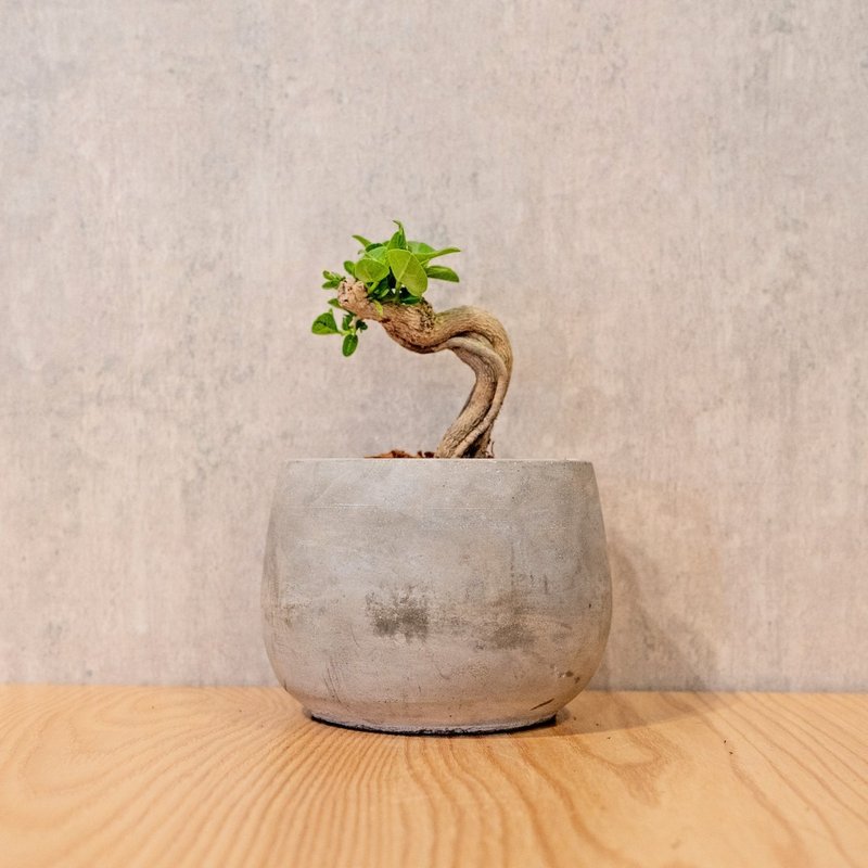 Shou Niangzi 5-inch Cement pot with rounded graphic style desktop indoor plant recommended by Qiaohui.com Botanical Garden - ตกแต่งต้นไม้ - พืช/ดอกไม้ 