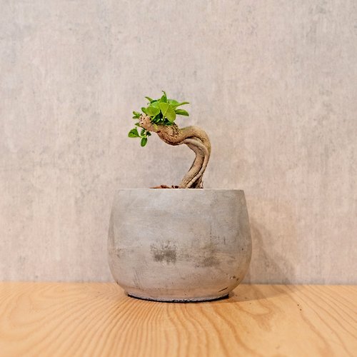 巧繪網植物館 壽娘子 5寸水泥盆圓潤圖形風格 桌上型室內植物推薦 巧繪網植物館