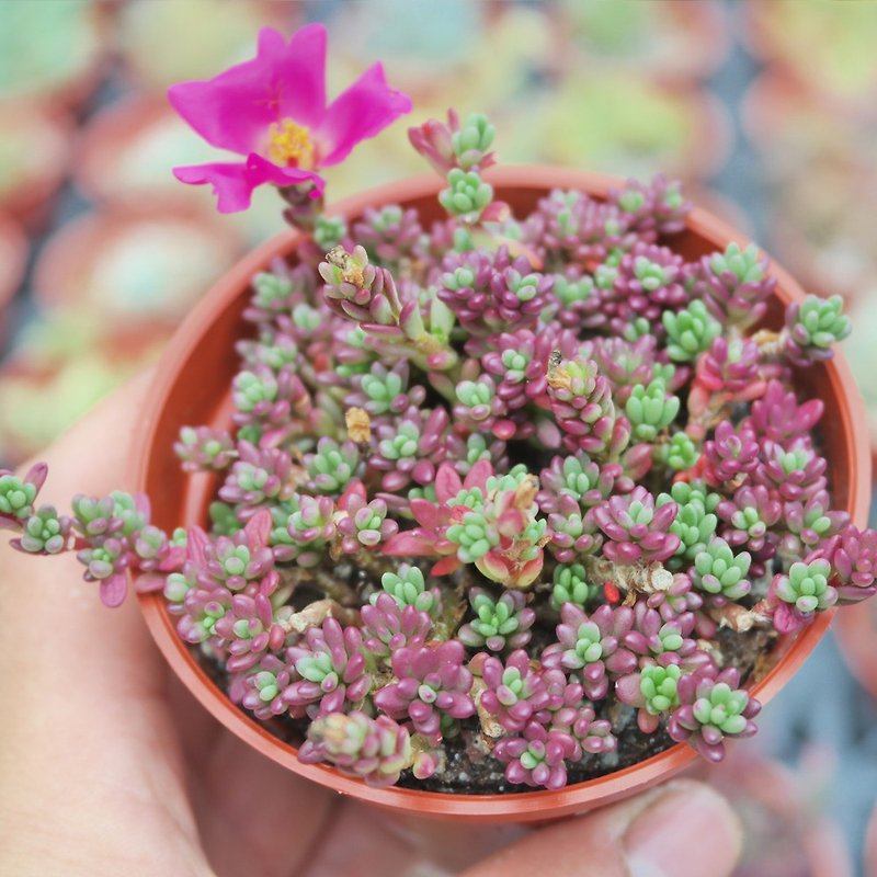 【Dou Dou Succulents】Housewarming│Gifts│Promotion│Succulents│-Purple Rice - ตกแต่งต้นไม้ - พืช/ดอกไม้ สีม่วง