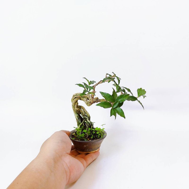 小品盆栽・裸根・李氏櫻桃 - 盆栽/植栽 - 植物．花 