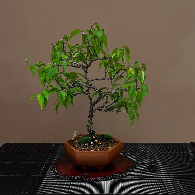 玉光梅ぎょっこう∣小品梅盆栽 香氛梅花 - 植栽/盆栽 - 陶 