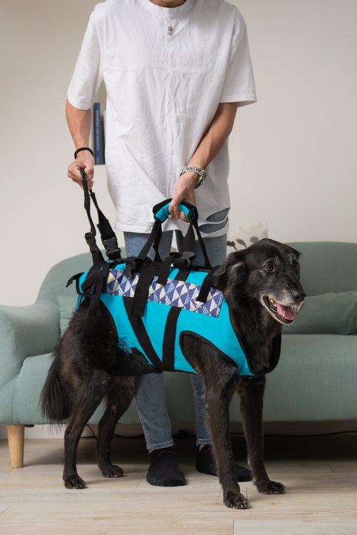 EZ-CARE Pet 寵物樂齡生活館 寵物輔助衣 後癱款M號 輔助帶 高齡犬 寵物輔具 上下樓
