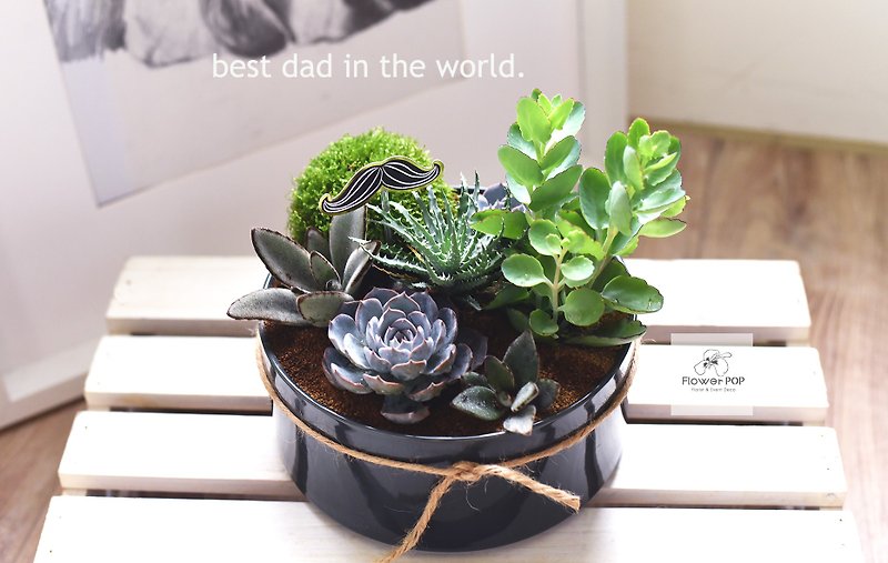 Succulent Potted Plant Father's Day Gift Birthday Gift Healing System Green Finger Favorite - Plants - Plants & Flowers Green