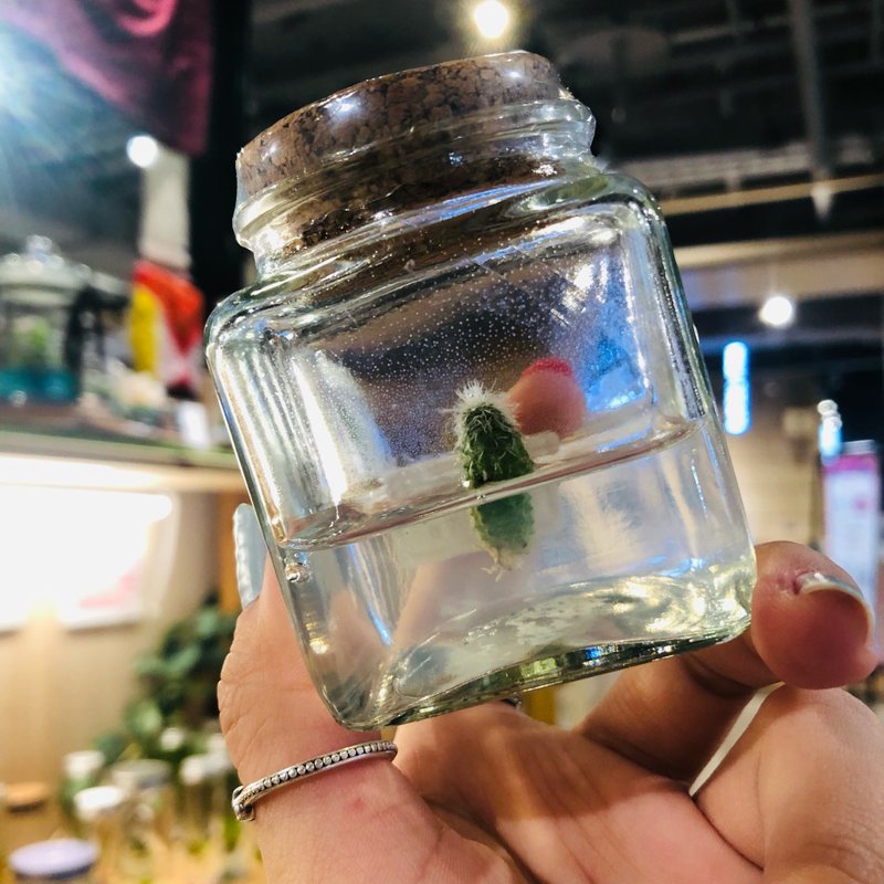 多肉植物 【白宮殿】 小巧可愛的仙人掌 吃果凍長大的植物 - 盆栽/植栽 - 玻璃 透明