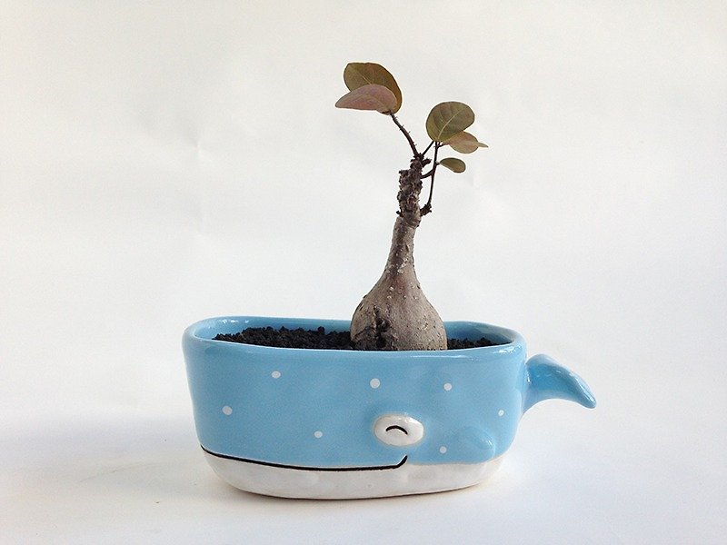 Little whale ceramic Plant Pots - 植物/盆栽/盆景 - 陶 藍色