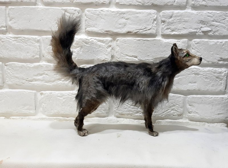 Wolf art doll poseable animal realistic, OOAK Fantasy creature toy plush - 公仔/玩偶 - 其他材質 銀色