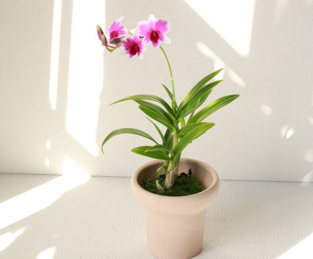 植栽 鉢植え l ミニ デンドロビウム ラン 一番かわいい蘭 屋内鉢植え