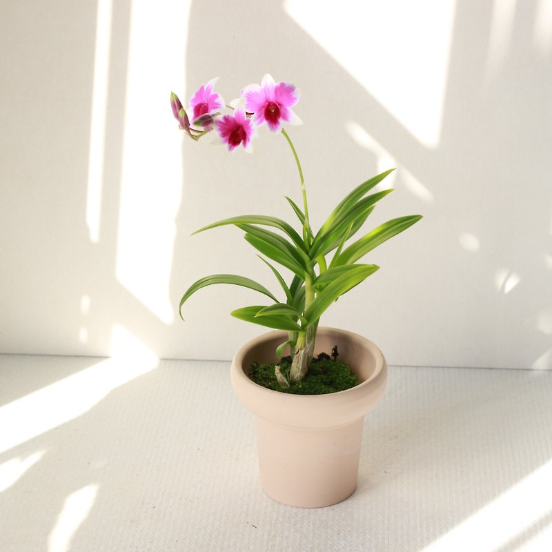 Planting potted l mini dendrobium orchid the cutest orchid indoor potted office potted plant - ตกแต่งต้นไม้ - ดินเผา 