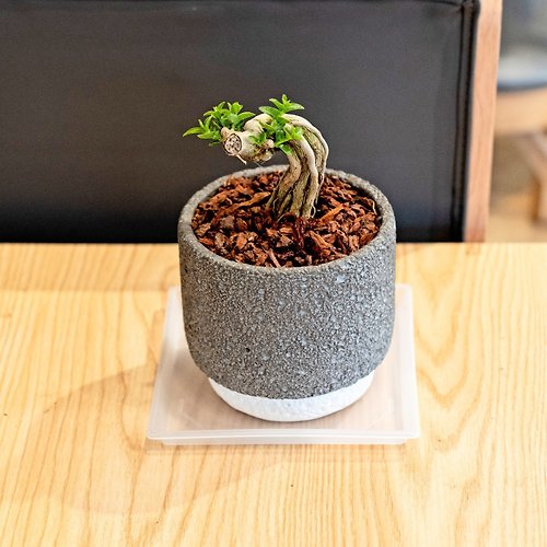 巧繪網植物館 壽娘子小盆栽 5寸磨石子陶瓷花盆 桌上型室內植物推薦