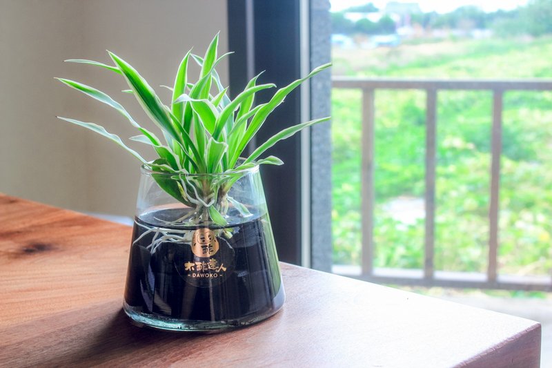 水耕炭盆 | 吊蘭   室內植栽/簡單照顧/懶人福音 - 植栽/盆栽 - 植物．花 綠色
