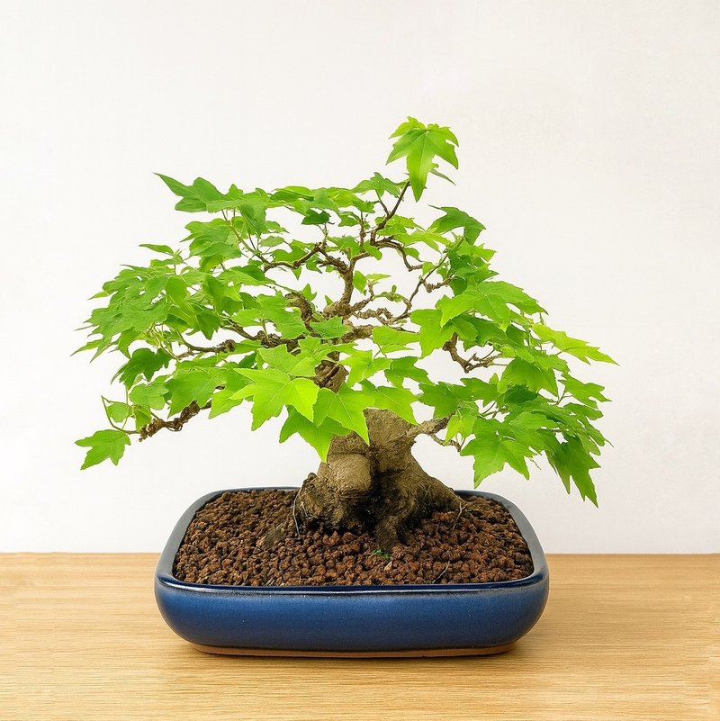 小品盆栽・日本宮樣楓・ミヤサマカエデ - 盆栽/植栽 - 植物．花 