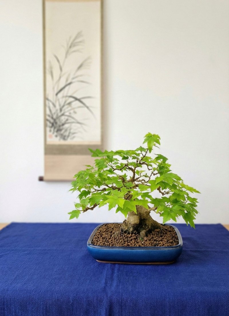 小品盆栽・日本宮様楓・ミヤサマカエデ - 観葉植物 - 寄せ植え・花 
