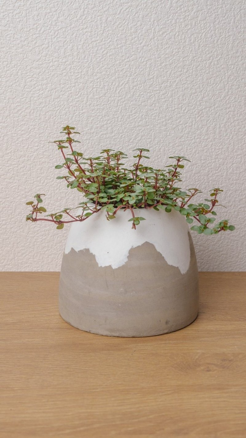 Snowflake snow mountain Cement potted office planting opening gift housewarming gift - ตกแต่งต้นไม้ - พืช/ดอกไม้ 