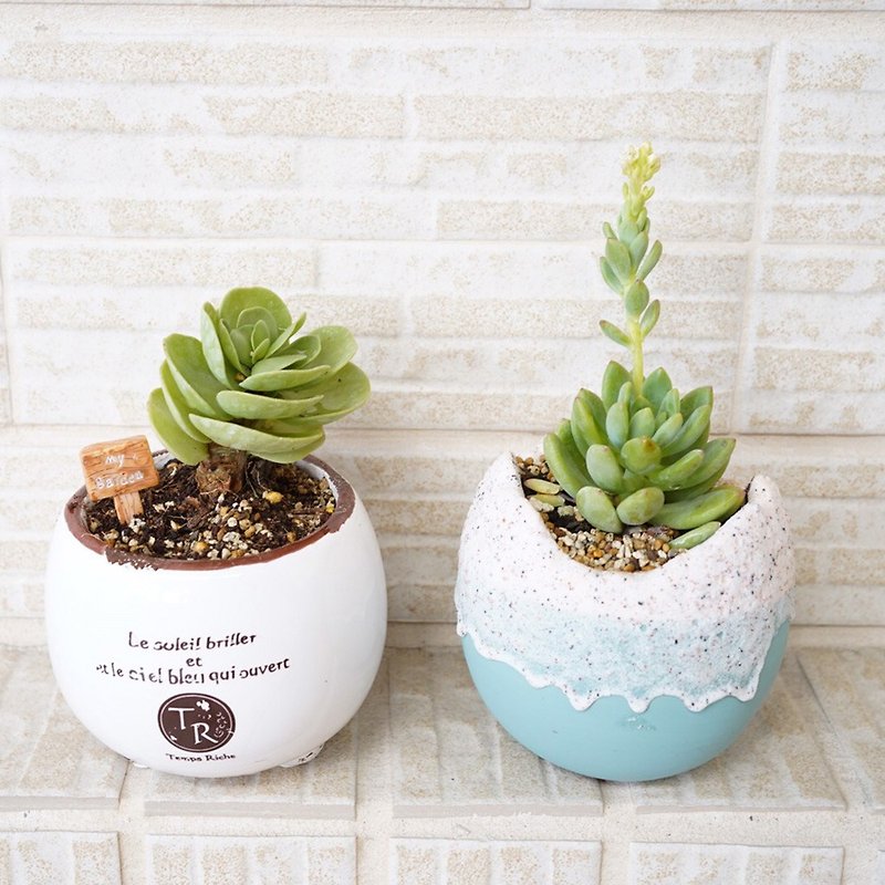 【竒花物】Succulent and lovely potted plant Yunye Gumu Japanese-style groceries succulent potted plant - Plants - Plants & Flowers 