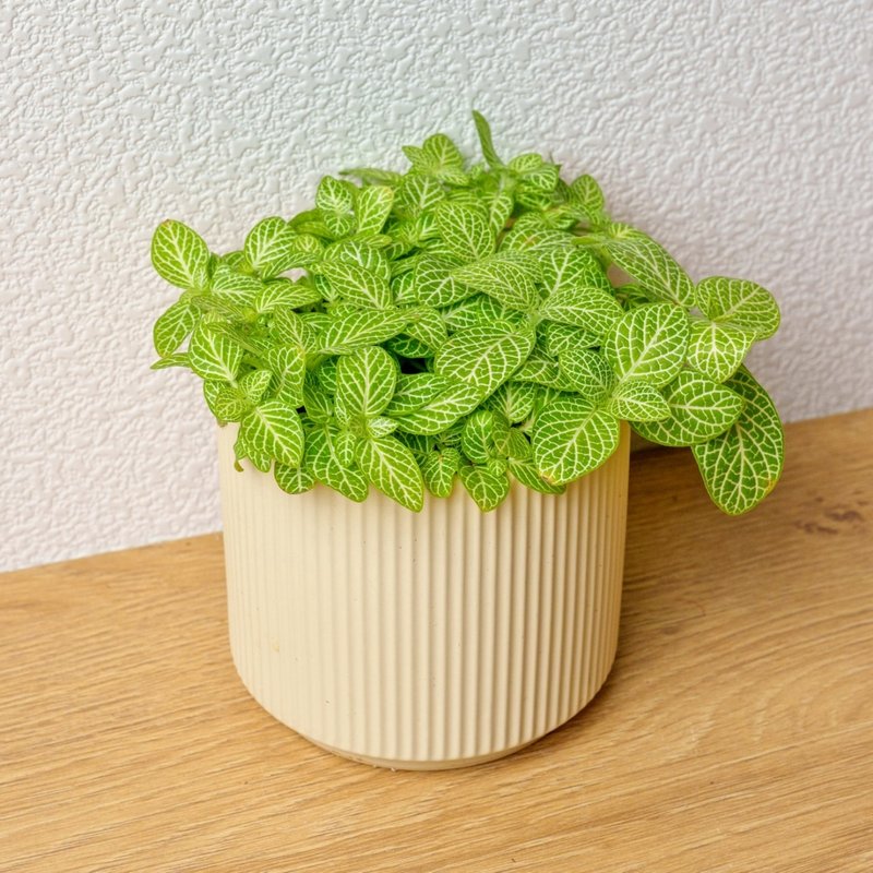 檸檬網紋草 莫蘭迪色系直紋陶盆 室內植物 觀葉植物 禮物 盆栽 - 植栽/盆栽 - 植物．花 黃色