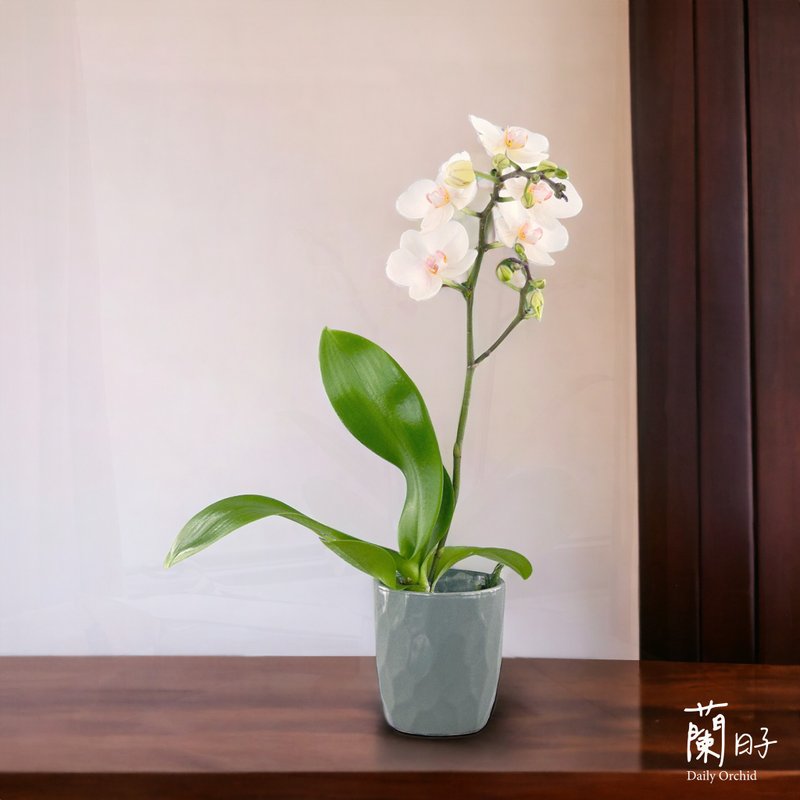 蝴蝶蘭盆栽/開幕/升遷/新居落成/節日/場地布置 送禮-優雅白 - 盆栽/植栽 - 植物．花 白色