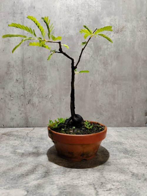 植晤語 陶盆羅望子