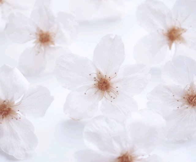 Everpink. こだわりの花びらで仕上げた本物の桜の髪飾り