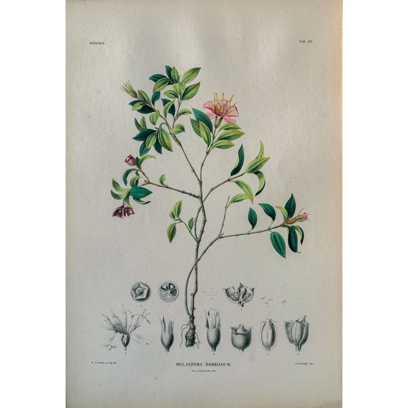野牡丹屬植物 Melastoma Borijanum - 植物圖鑑-版畫 - 海報/掛畫/掛布 - 紙 