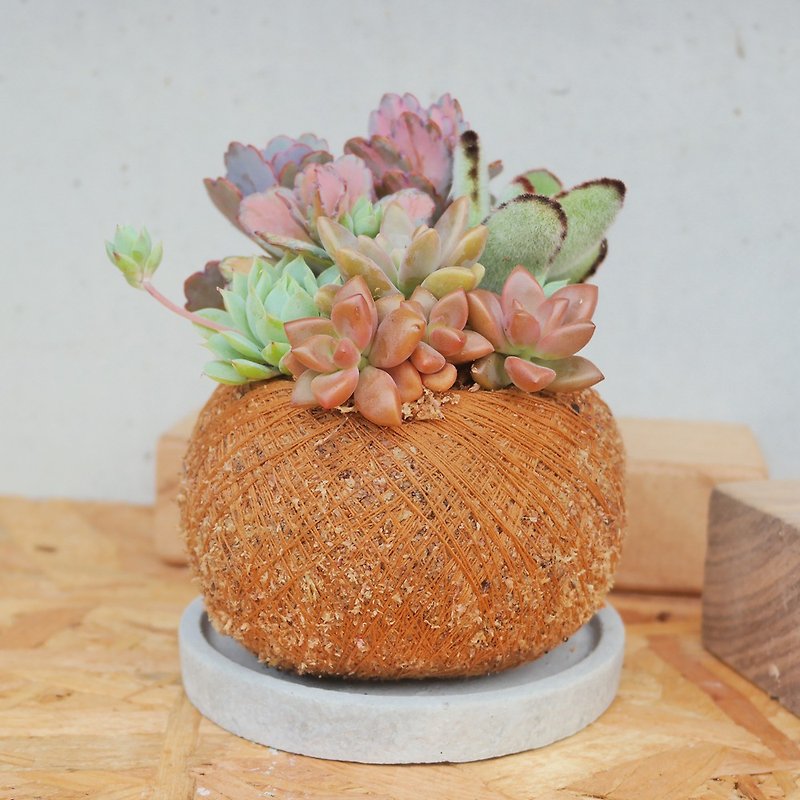 [Doudou Succulents] Housewarming│Gifts│Promotion│Succulents│-Big Moss Jade (excluding Cement tray) - ตกแต่งต้นไม้ - วัสดุอื่นๆ 