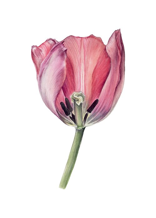 Inspiration Tulip