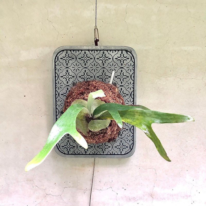 Staghorn fern/Staghorn fern on board/Planting arrangement/Gifts and congratulations/Begonia pattern board/Wall planting - ตกแต่งต้นไม้ - พืช/ดอกไม้ สีเขียว